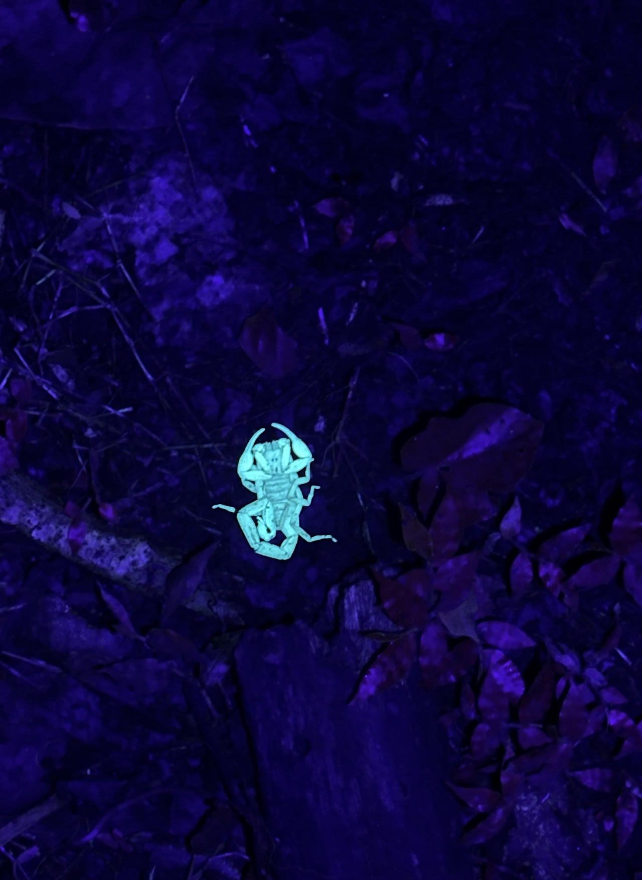 Red-eyed tree frog night Cahuita